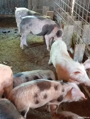 vând purcei  - imagine 5 vând purcei  - imagine 5