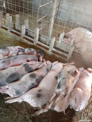 vând purcei  - imagine 4 vând purcei  - imagine 4