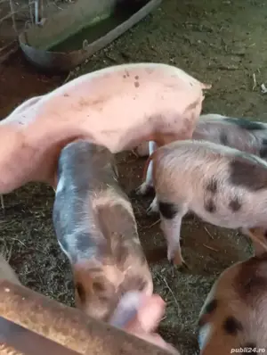 vând purcei  - imagine 3 vând purcei  - imagine 3