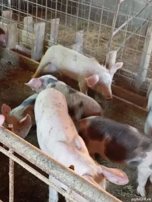 vând purcei  - imagine 2 vând purcei  - imagine 2