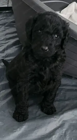 Pui de Pudel Standard( urias) cu Pedigree   Femele și Masculi disponibili  - imagine 2