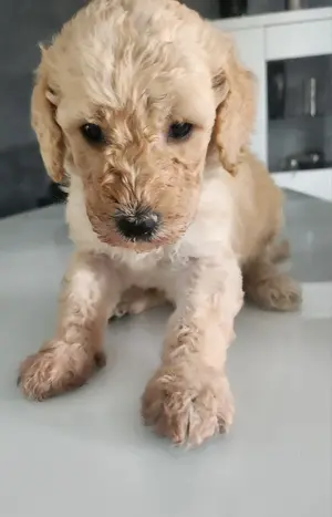 Pui de Pudel Standard( urias) cu Pedigree   Femele și Masculi disponibili  - imagine 3