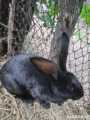 iepuri urias german - imagine 2