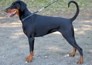 Pui doberman de super calitate - imagine 4