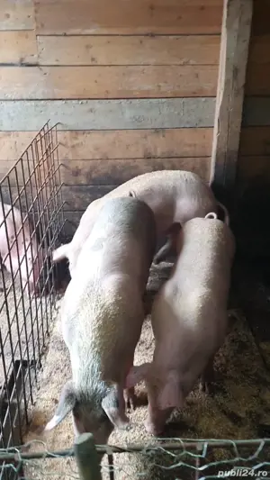 porci de taiat ( sacrificat ) 