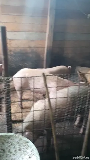 porci de taiat ( sacrificat )  - imagine 2