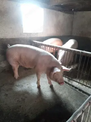 Porci de vânzare 