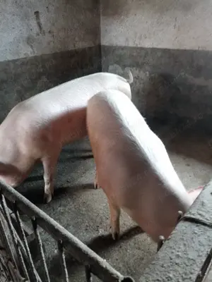 Porci de vânzare  - imagine 2