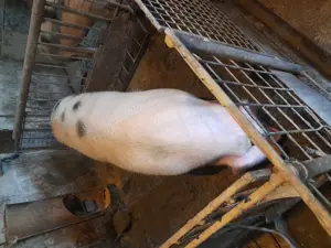 Vand porc calitate superioara