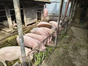 Porci marele alb - imagine 2 Porci marele alb - imagine 2