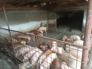 Vând purcei din gospodărie 