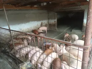 Vând purcei din gospodărie  - imagine 2