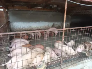 Vând purcei din gospodărie  - imagine 3