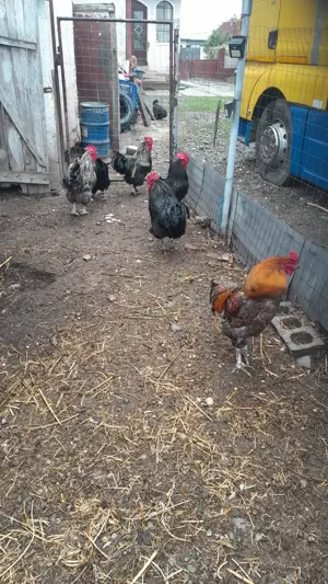 vand cocosi                         . - imagine 2