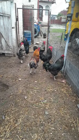 vand cocosi                         .