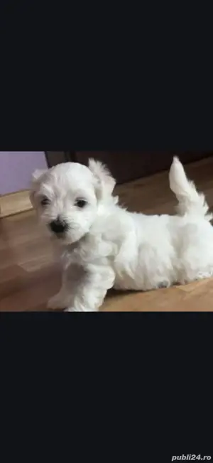 Bichon maltez - imagine 2