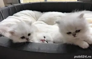 Persane chinchilla - imagine 4