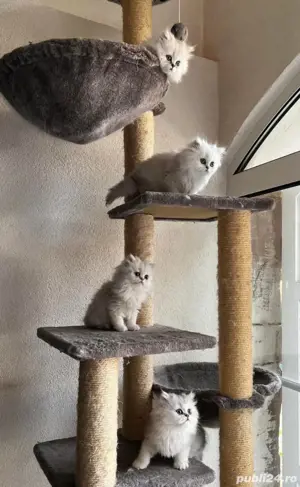 Persane chinchilla - imagine 5