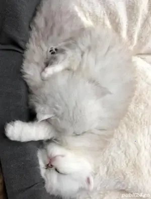 Persane chinchilla - imagine 2