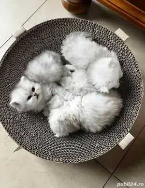 Persane chinchilla - imagine 3