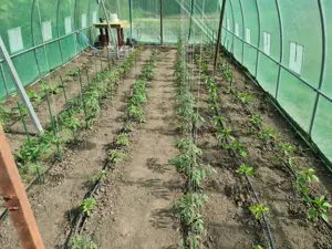 PROMO: 45000 Euro pentru 2500mp  pământ INTRAVILAN, in Slobozia. - imagine 10