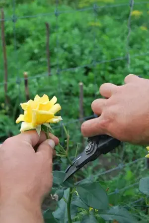 Amenajări Peisagistice și Întreținere Spații Verzi Curti. tunderi gazon. gard viu. Ambrozie