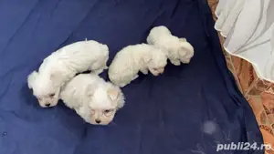 1 fetita de 5 saptamani - imagine 2