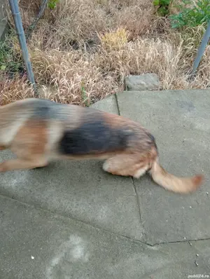 Femelă Ciobănesc german  - imagine 2