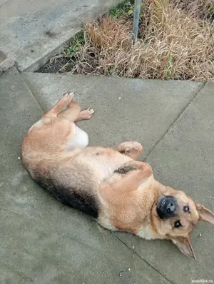 Femelă Ciobănesc german 