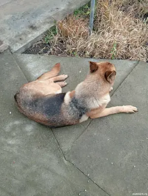 Femelă Ciobănesc german  - imagine 3