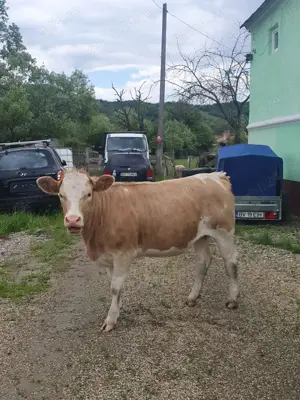 Juninci de vânzare. Gestante