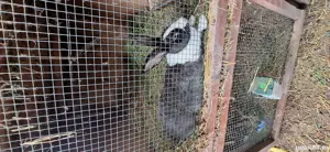 iepuri.hicole. francez - imagine 3