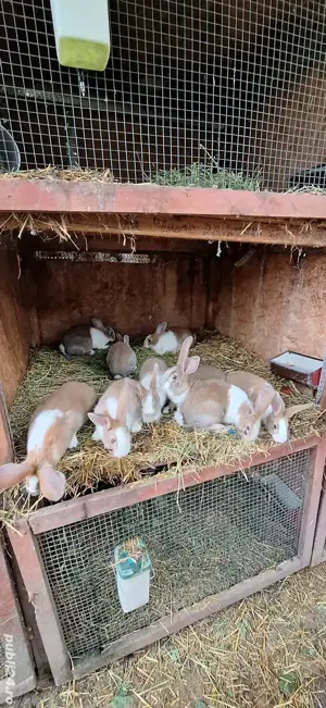 iepuri.hicole. francez