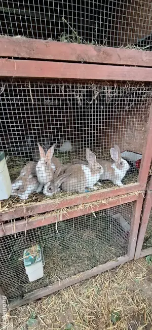 iepuri.hicole. francez - imagine 2