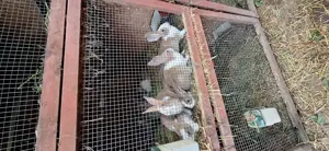 Tineret  uriaș  gri german  californian ,hicole francez și metiși hicole cu uriaș gri german - imagine 5