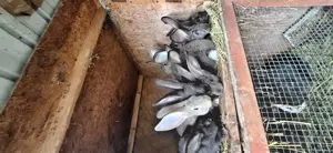 Tineret  uriaș  gri german  californian ,hicole francez și metiși hicole cu uriaș gri german - imagine 4