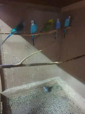 De vînzare peruși - imagine 2