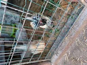 Cochinchin pitic. - imagine 4 Cochinchin pitic. - imagine 4