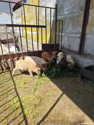 Purcei mangalița de vânzare. - imagine 3