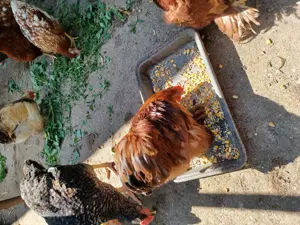 Cochinchin pitic. - imagine 3 Cochinchin pitic. - imagine 3