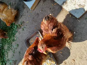 Cochinchin pitic. - imagine 2 Cochinchin pitic. - imagine 2