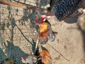 Cochinchin pitic. - imagine 5 Cochinchin pitic. - imagine 5