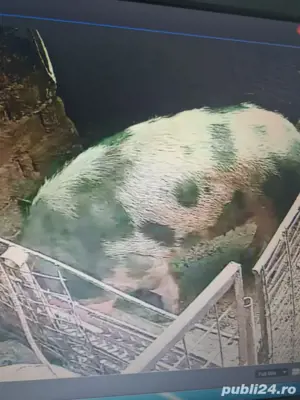 Vand Porc de tara - imagine 2