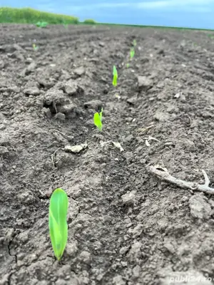 Arendez teren agricol