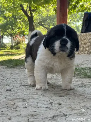 Căței saint bernard  moscovit - imagine 3