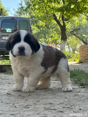 Căței saint bernard  moscovit - imagine 4