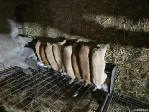 purcei mangalița - imagine 2