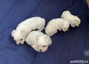Bichon Maltez - imagine 2 Bichon Maltez - imagine 2