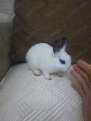 Schimb pereche iepuri super pitici