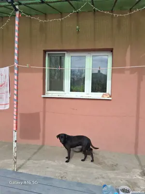 casă de vânzare  - imagine 3